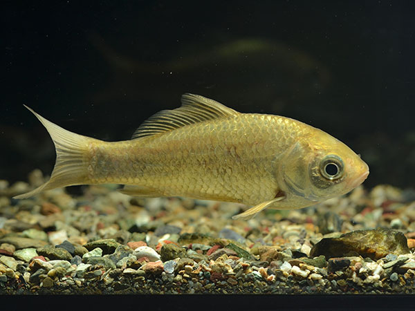 ギンブナ かいぼりWeb